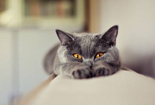 Γάτα στο πίσω μέρος του καναπέ