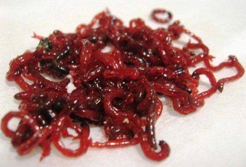 Blutwürmer