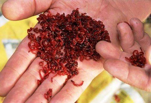 gusanos de sangre en las manos