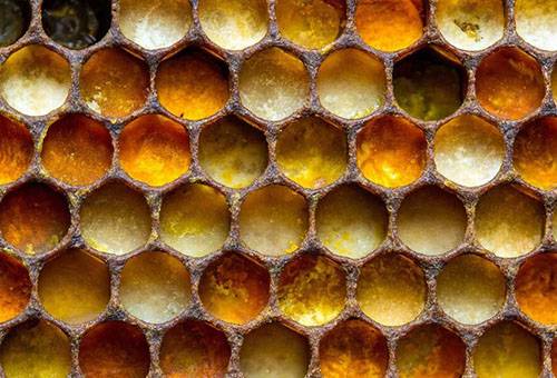 Perga hunajakennoissa
