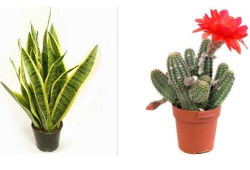 Sansevieria og Cactus