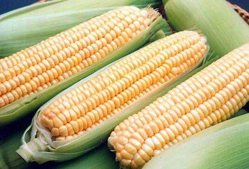 maíz fresco