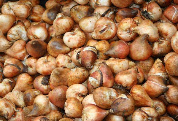Džiovintos tulpių svogūnėliai