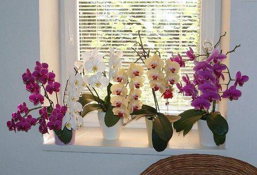 ziedošās orhidejas
