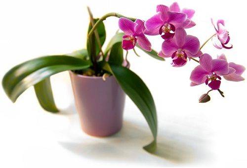 orquídia en pot