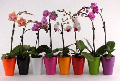 blomstrende orkideer