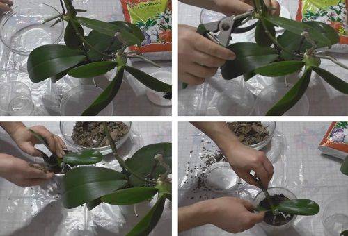 orhideju pavairošana
