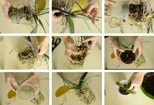 trasplante de orquídeas
