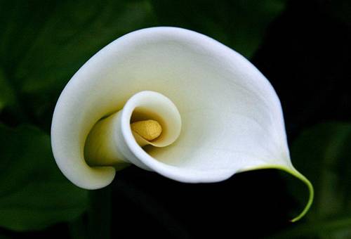 Beyaz calla çiçek