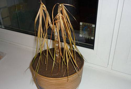 Gedroogde plant in een pot