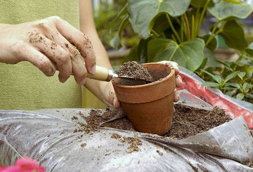 Theebladeren gebruiken bij het planten van een plant in een pot