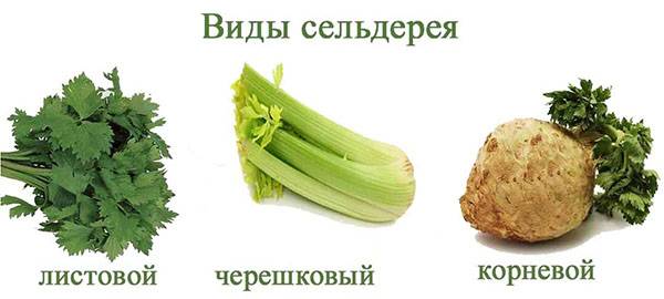 Vrste celera