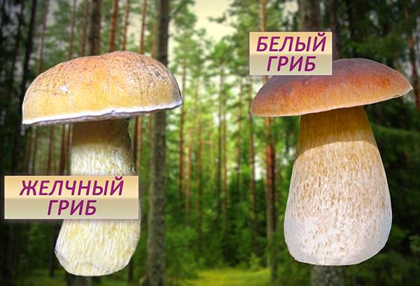 Dvostruke gljive