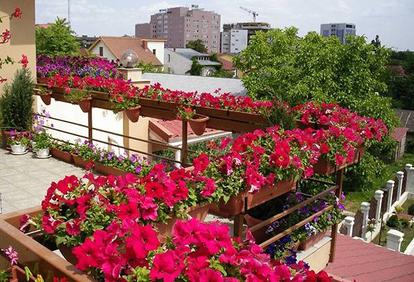 Petunias på balkongen