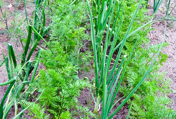 Beds of onions and carrots