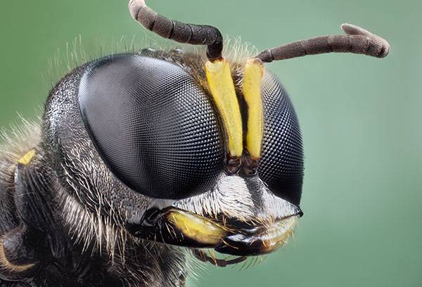 Wasp kafası