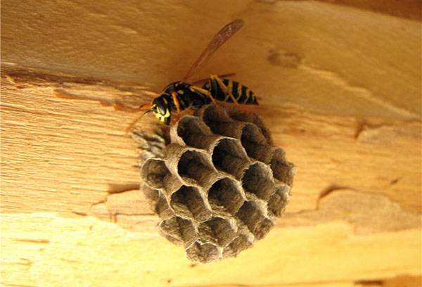Wasp builds a nest