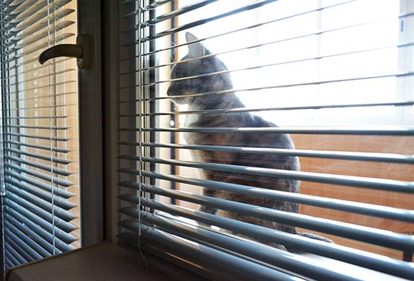 Gato fuera de la ventana con persianas