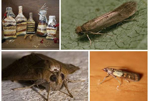 Mga species ng moth
