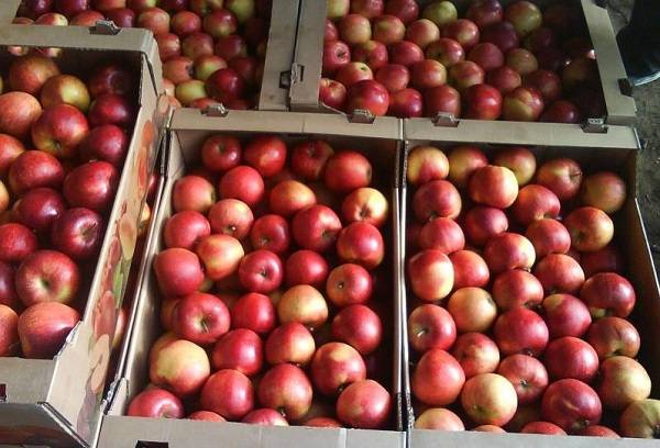 црвене јабуке у гајбама