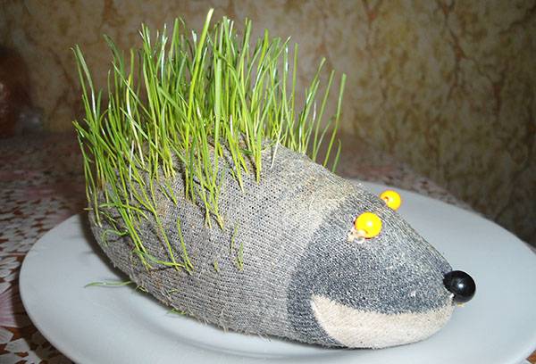 Hedgehog dengan rumput dari pakaian ketat lama