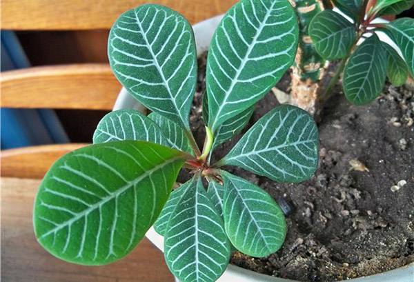 Euphorbia λευκό-φλέβα