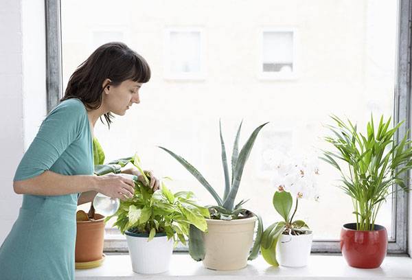 Innaffiare le piante d'appartamento