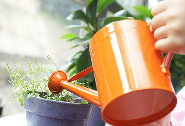Annaffiare le piante in vaso