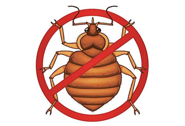 Bedbug Fight