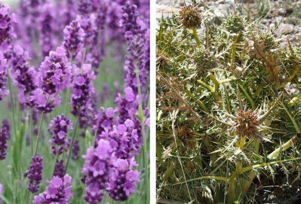 Lavender atau Thorny Bushes