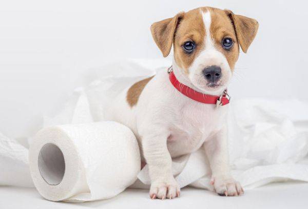 ลูกสุนัขและกระดาษชำระ