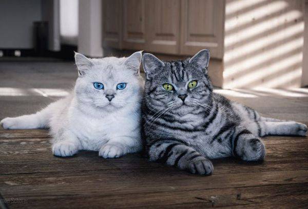 divi kaķi