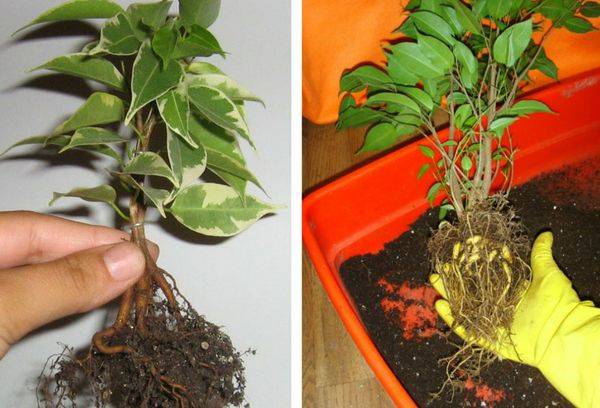 Ficus transplantace