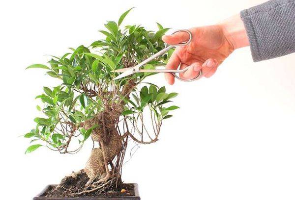 Ficus Budama