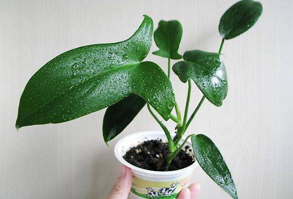 Philodendron lappte