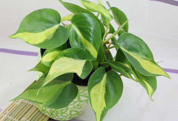 Scandalo Philodendron