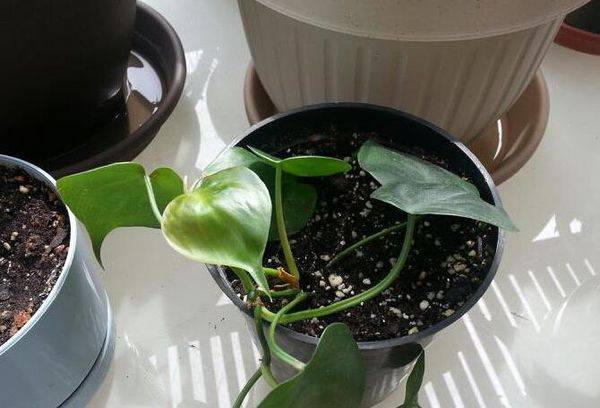 Philodendron-Reproduktion