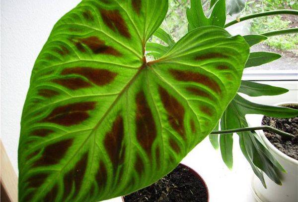 Philodendron verrucoso