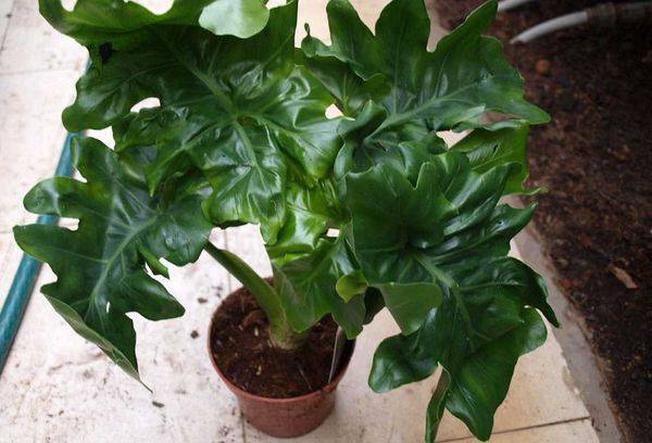 Philodendron atomu