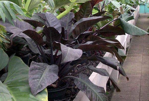 Filodendron imperial