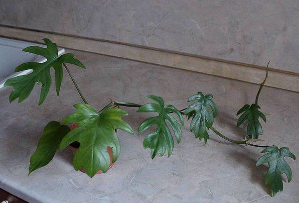 Strålande Philodendron