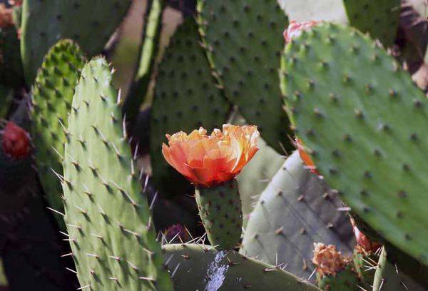 Prickly Pear Flowers