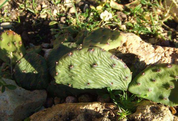 Sušený kaktus