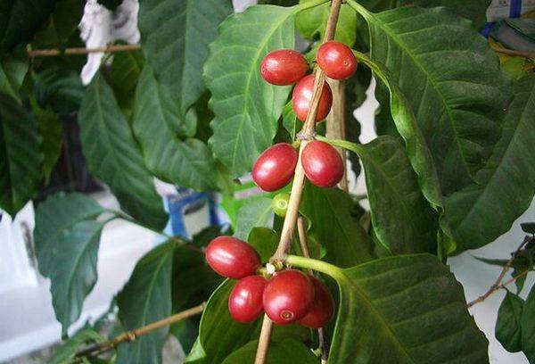 Arabskie drzewo kawowe