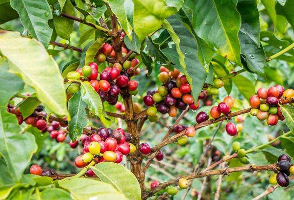 Owoce drzewa kawowego