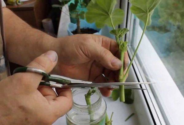 Pelargoniumin lisääntyminen