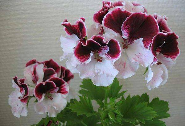 „Pelargonium Sally Munro“