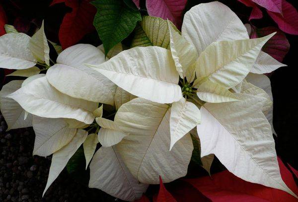 Poinsettia Sonora Beyaz