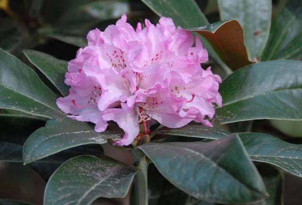 Rhododendron květ