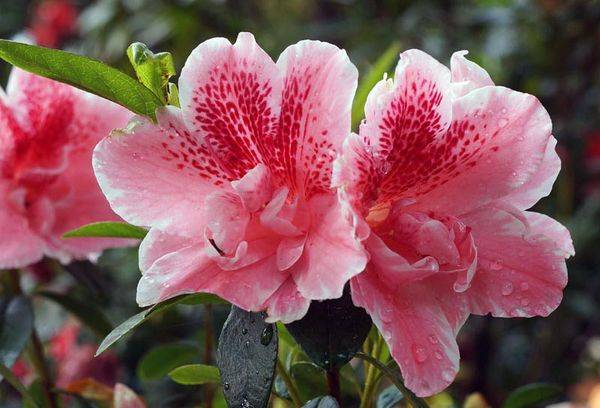 Rhododendron Intialainen